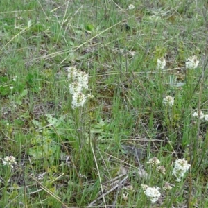 Stackhousia monogyna at Isaacs Ridge Offset Area - 27 Sep 2020