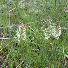 Stackhousia monogyna at Isaacs Ridge Offset Area - 27 Sep 2020