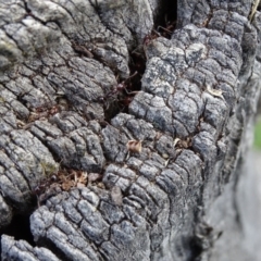 Papyrius nitidus at Jerrabomberra, ACT - 27 Sep 2020