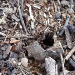 Papyrius nitidus at Jerrabomberra, ACT - 27 Sep 2020