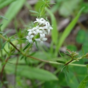 Asperula sp. at Jerrabomberra, ACT - 27 Sep 2020