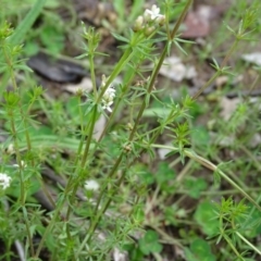 Asperula sp. at Jerrabomberra, ACT - 27 Sep 2020