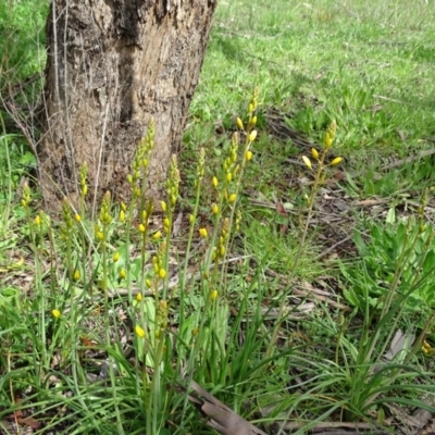 Bulbine bulbosa (Golden Lily) at Jerrabomberra, ACT - 27 Sep 2020 by Mike