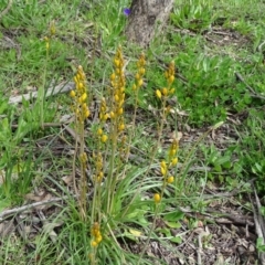 Bulbine bulbosa at Jerrabomberra, ACT - 27 Sep 2020 10:30 AM