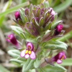 Parentucellia latifolia (Red Bartsia) at Mitchell, ACT - 27 Sep 2020 by Dibble