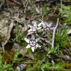 Wurmbea dioica subsp. dioica (Early Nancy) at Jerrabomberra, ACT - 27 Sep 2020 by Mike