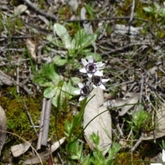 Wurmbea dioica subsp. dioica at Jerrabomberra, ACT - 27 Sep 2020