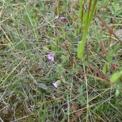 Erodium botrys at Isaacs Ridge Offset Area - 27 Sep 2020