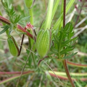 Erodium botrys at Isaacs Ridge Offset Area - 27 Sep 2020