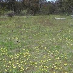 Arctotheca calendula (Capeweed, Cape Dandelion) at Isaacs Ridge Offset Area - 27 Sep 2020 by Mike