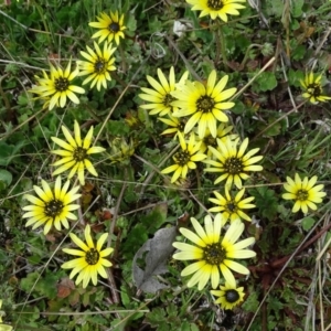 Arctotheca calendula at Isaacs Ridge Offset Area - 27 Sep 2020 10:26 AM