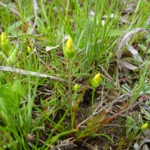 Cicendia quadrangularis at Isaacs Ridge Offset Area - 27 Sep 2020