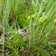 Cicendia quadrangularis at Isaacs Ridge Offset Area - 27 Sep 2020