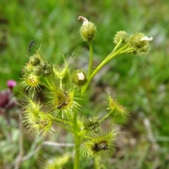 Drosera gunniana (Pale Sundew) at Jerrabomberra, ACT - 27 Sep 2020 by Mike