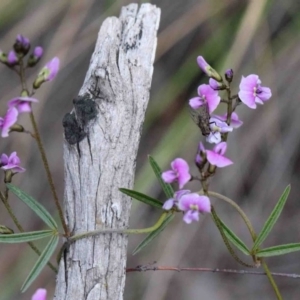 Glycine clandestina at O'Connor, ACT - 26 Sep 2020