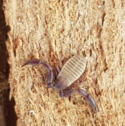 Conicochernes sp. (genus) (Chernetid Pseudoscorpion) at Oakdale Nature Reserve - 27 Sep 2020 by trevorpreston