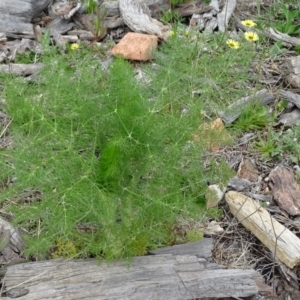 Foeniculum vulgare at Isaacs Ridge Offset Area - 27 Sep 2020 10:20 AM