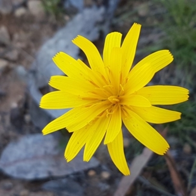 Microseris walteri (Yam Daisy, Murnong) at Collector, NSW - 28 Sep 2020 by tpreston