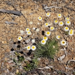 Leucochrysum albicans subsp. tricolor (Hoary Sunray) at Collector, NSW - 28 Sep 2020 by tpreston