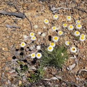 Leucochrysum albicans subsp. tricolor at Collector, NSW - 28 Sep 2020 10:55 AM