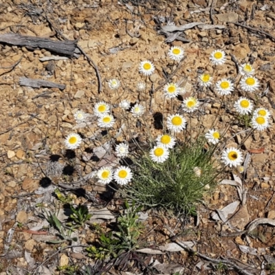 Leucochrysum albicans subsp. tricolor (Hoary Sunray) at Collector, NSW - 28 Sep 2020 by tpreston