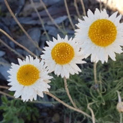 Leucochrysum albicans subsp. tricolor at Collector, NSW - 28 Sep 2020