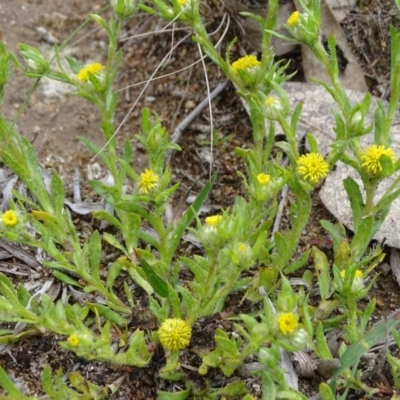 Triptilodiscus pygmaeus (Annual Daisy) at Jerrabomberra, ACT - 27 Sep 2020 by Mike