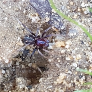 Habronestes bradleyi at Collector, NSW - 28 Sep 2020