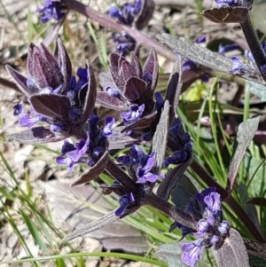 Ajuga australis at Collector, NSW - 28 Sep 2020