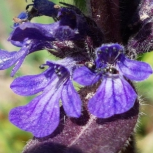 Ajuga australis at Collector, NSW - 28 Sep 2020