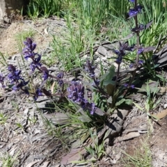 Ajuga australis at Collector, NSW - 28 Sep 2020