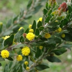 Acacia paradoxa (Kangaroo Thorn) at Isaacs Ridge - 27 Sep 2020 by Mike