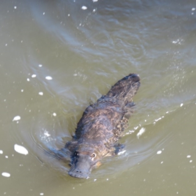 Ornithorhynchus anatinus (Platypus) at Stromlo, ACT - 27 Sep 2020 by SandraH