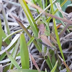 Perala viridis at Collector, NSW - 28 Sep 2020