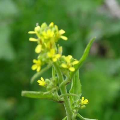 Sisymbrium orientale (Eastern Rocket) at Isaacs Ridge - 27 Sep 2020 by Mike