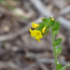 Amsinckia calycina (Hairy Fiddle-neck) at Isaacs Ridge - 27 Sep 2020 by Mike