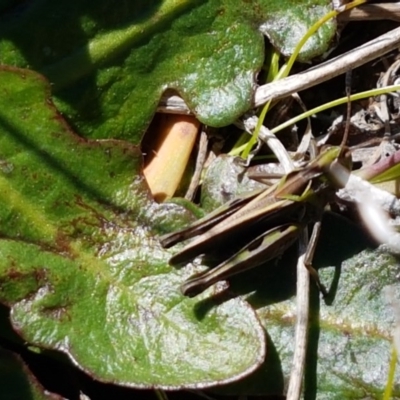 Caledia captiva (grasshopper) at Oakdale Nature Reserve - 28 Sep 2020 by tpreston