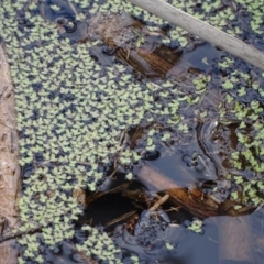 Lemna disperma (Common Duck-weed) at Isaacs Ridge - 27 Sep 2020 by Mike