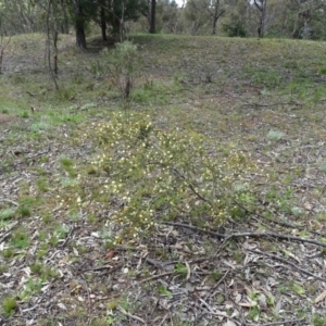 Acacia ulicifolia at Jerrabomberra, ACT - 27 Sep 2020