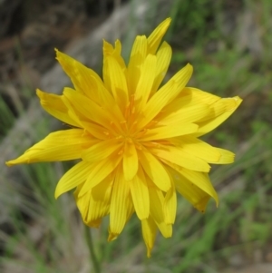 Microseris walteri at The Pinnacle - 28 Sep 2020