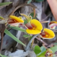 Bossiaea prostrata (Creeping Bossiaea) at Collector, NSW - 28 Sep 2020 by trevorpreston