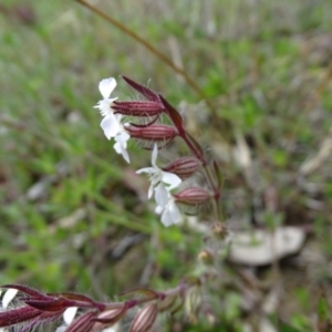 Silene gallica var. gallica at Jerrabomberra, ACT - 27 Sep 2020