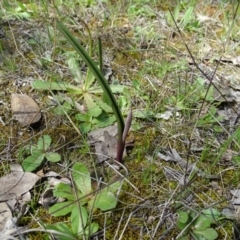 Thelymitra (genus) (sun orchids) at Jerrabomberra, ACT - 27 Sep 2020 by Mike