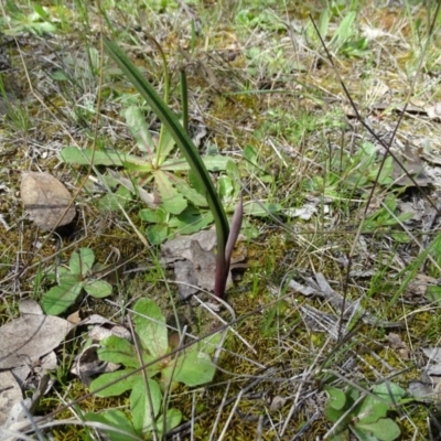 Thelymitra sp. (A Sun Orchid) at Jerrabomberra, ACT - 26 Sep 2020 by Mike