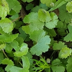 Hydrocotyle sp. at Collector, NSW - 28 Sep 2020 by tpreston