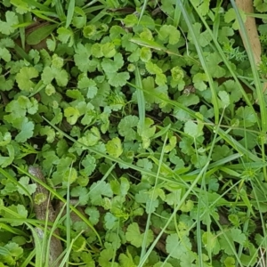 Hydrocotyle sp. at Collector, NSW - 28 Sep 2020 10:27 AM