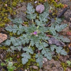 Erodium botrys (Long Storksbill) at Wamboin, NSW - 8 Aug 2020 by natureguy