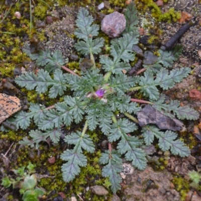 Erodium botrys (Long Storksbill) at Wamboin, NSW - 8 Aug 2020 by natureguy