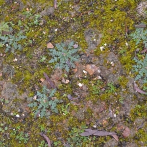 Erodium botrys at Wamboin, NSW - 8 Aug 2020