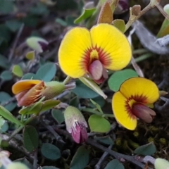 Bossiaea prostrata (Creeping Bossiaea) at Oakdale Nature Reserve - 28 Sep 2020 by tpreston